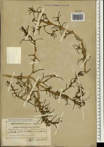 Soda inermis (Moench) Fourr., Crimea (KRYM) (Russia)