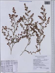 Euphorbia maculata L., Western Europe (EUR) (Spain)