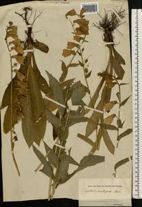 Digitalis grandiflora Mill., Eastern Europe, Estonia (E2c) (Estonia)
