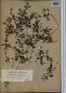 Geranium purpureum Vill., Western Europe (EUR) (Croatia)