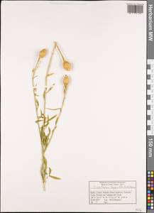 Cheirolophus teydis (C. Sm.) G. López, Africa (AFR) (Spain)
