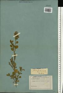 Heliotropium europaeum L., Eastern Europe, Lower Volga region (E9) (Russia)