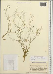 Camelina laxa C. A. Mey., Caucasus, Armenia (K5) (Armenia)