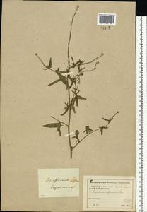 Sisymbrium officinale (L.) Scop., Eastern Europe, Moscow region (E4a) (Russia)