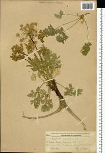 Kitagawia eryngiifolia (Kom.) Pimenov, Siberia, Russian Far East (S6) (Russia)