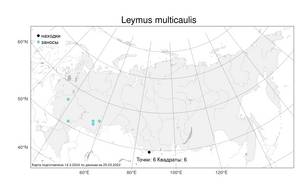 Leymus multicaulis (Kar. & Kir.) Tzvelev, Atlas of the Russian Flora (FLORUS) (Russia)