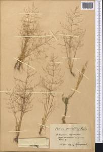 Eremopoa persica (Trin.) Roshev., Middle Asia, Pamir & Pamiro-Alai (M2) (Kyrgyzstan)