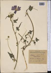 Malvaceae, America (AMER) (Mexico)