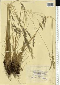 Festuca rubra L., Eastern Europe, North Ukrainian region (E11) (Ukraine)