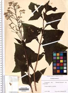 SMR002012, Parasenecio hastatus (L.) H. Koyama, Eastern Europe, Middle Volga region (E8) (Russia)