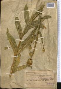 Jurinea tortisquamea Iljin, Middle Asia, Western Tian Shan & Karatau (M3) (Uzbekistan)