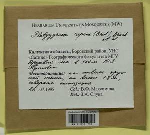 Platygyrium repens (Brid.) Schimp., Bryophytes, Bryophytes - Middle Russia (B6) (Russia)