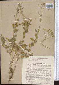 Haplophyllum bungei Trautv., Middle Asia, Syr-Darian deserts & Kyzylkum (M7)