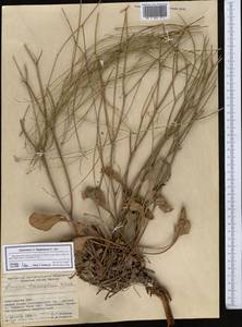 Limonium ferganense Ikonn.-Gal., Middle Asia, Western Tian Shan & Karatau (M3) (Kyrgyzstan)