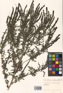 Ambrosia artemisiifolia L., Eastern Europe, Moscow region (E4a) (Russia)