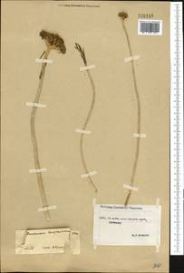 Pseudosedum longidentatum Boriss., Middle Asia, Northern & Central Tian Shan (M4) (Kyrgyzstan)