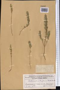 Lallemantia royleana (Benth.) Benth., Middle Asia, Muyunkumy, Balkhash & Betpak-Dala (M9) (Kazakhstan)