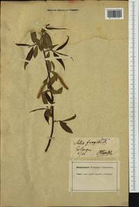 Salix fragilis L., Western Europe (EUR) (Germany)