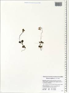 Moneses uniflora (L.) A. Gray, Siberia, Baikal & Transbaikal region (S4) (Russia)