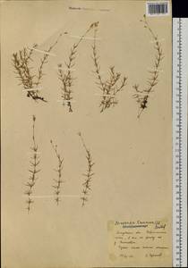 Pseudocherleria laricina (L.) Dillenb. & Kadereit, Siberia, Russian Far East (S6) (Russia)