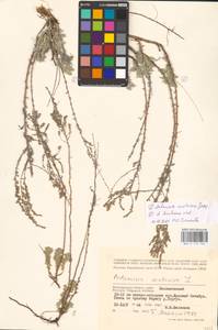 MHA0173765_2, Artemisia lercheana Weber ex Stechm., Eastern Europe, Lower Volga region (E9) (Russia)