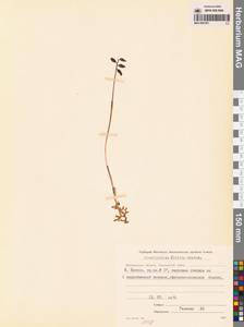 Corallorhiza trifida Châtel., Siberia, Chukotka & Kamchatka (S7) (Russia)