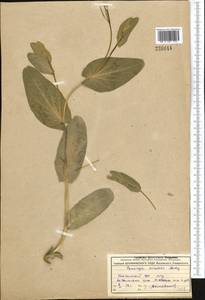 Conringia orientalis (L.) Dumort., Botanic gardens and arboreta (GARD) (Russia)