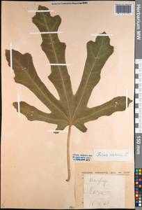 Ficus carica L., Caucasus, Black Sea Shore (from Novorossiysk to Adler) (K3) (Russia)