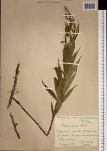 Chamaenerion angustifolium (L.) Scop., Siberia, Yakutia (S5) (Russia)