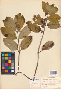MHA 0 154 091, Melittis melissophyllum L., Eastern Europe, West Ukrainian region (E13) (Ukraine)