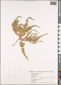Halogeton glomeratus (Stephan ex M. Bieb.) C. A. Mey., Eastern Europe, Eastern region (E10) (Russia)