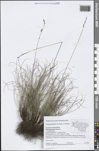 Festuca pulchra Schur, Eastern Europe, Central region (E4) (Russia)