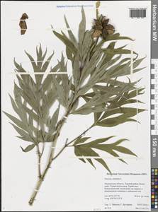 Paeonia anomala L., Eastern Europe, Northern region (E1) (Russia)