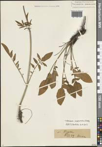 Valeriana cardamines M.Bieb., Caucasus, North Ossetia, Ingushetia & Chechnya (K1c) (Russia)