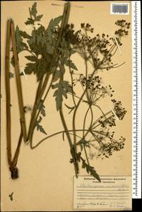 Eleutherospermum cicutarium (M. Bieb.) Boiss., Caucasus, Armenia (K5) (Armenia)