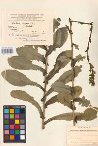 Lactuca sativa L., Eastern Europe, West Ukrainian region (E13) (Ukraine)