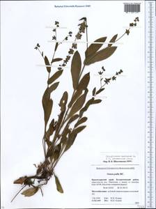 Cynoglossum montanum L., Caucasus, Krasnodar Krai & Adygea (K1a) (Russia)