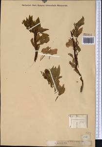 Physochlaina physaloides (L.) G. Don, Middle Asia, Muyunkumy, Balkhash & Betpak-Dala (M9) (Kazakhstan)