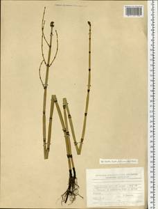 Equisetum hyemale L., Siberia, Western Siberia (S1) (Russia)