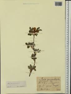 Rosa spinosissima L., Eastern Europe, Central forest-and-steppe region (E6) (Russia)