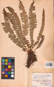 Polystichum lonchitis (L.) Roth, Eastern Europe, Northern region (E1) (Russia)