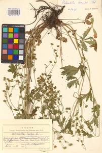 Potentilla longipes Ledeb., Eastern Europe, Eastern region (E10) (Russia)