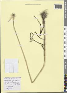 Allium sativum L., Crimea (KRYM) (Russia)