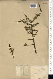 Rhamnus erythroxyloides subsp. erythroxyloides, Caucasus, Georgia (K4) (Georgia)