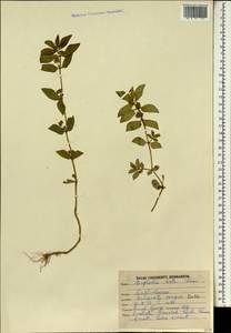 Euphorbia hirta L., South Asia, South Asia (Asia outside ex-Soviet states and Mongolia) (ASIA) (India)