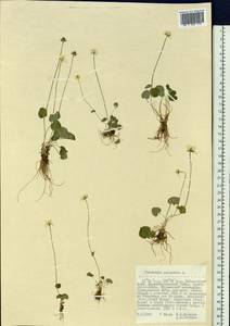 Parnassia palustris L., Siberia, Russian Far East (S6) (Russia)