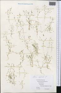 Spergularia segetalis (L.) G. Don fil., Middle Asia, Caspian Ustyurt & Northern Aralia (M8) (Kazakhstan)