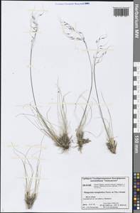 Ptilagrostis mongholica (Turcz. ex Trin.) Griseb., Siberia, Central Siberia (S3) (Russia)