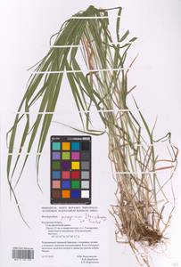 Brachypodium peregrinum Stanisl. & Tzvelev, Eastern Europe, Central region (E4) (Russia)