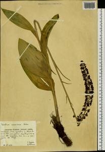 Veratrum nigrum L., Siberia, Russian Far East (S6) (Russia)